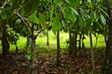 Cocoatrees.