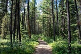 A quiet tree-lined trail, early morning light.