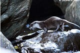 Ripple in the Waters: Eurasian Otter Discovery in Western Ghats’ Sanctuary