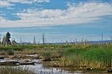 The Importance of Protecting Wetlands