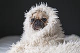 Pug dog snuggled up in a fuzzy, white blanket.