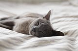 Cat sleeping on a comfortable bed