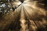 A ray of sunlight shining through a tree canopy onto the forest floor below.