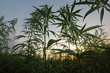 Can hemp industry by-products provide viable animal feed?