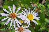 Small white flowers with a yellow center. Hovering above is a green bee with blackish stripes and brown wings.