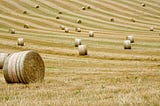 un champ de blé récemment moissonné, avec des meutes de foin laissées et là