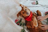 5 Heartfelt Ways to Show Your Dog You Love Them