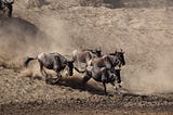 Drift Over the Serengeti this Migration Season