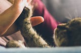 A kitten with their paw to the hand of a woman