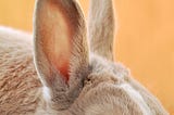 i become the rabbit