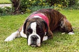 Canine Superstitions and Legends: How Dogs Have Been Viewed Throughout History
