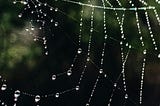 *Dusting Cobwebs*