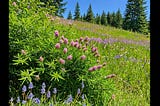 Cedar-Bush-1