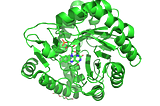 Dihydroorotate dehydrogenase from H. pylori bound. PDB:6BS8. CC BY SBGRID