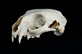 The Bone War