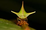 Why Do Treehoppers Have Such Bizarro Body Shapes?