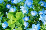 The field of Nemophila