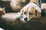 5 Reasons Why Dogs Cling To Their Owners