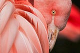 It’s Time to Get Your Pink Back!