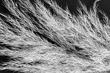 a close up image of the ends of white feathers on a black backdrop