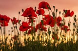 Peace Is The Best Way To Remember The Fallen