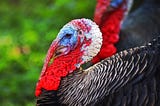 Turkey with large neck
