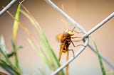 Bee on fence