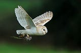 Wise Owl Wednesday ~ 24/04/24
