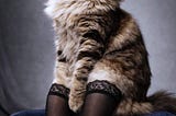 VienneMilano for Pets: Luxury Italian Hosiery for Cats & Dogs