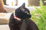 Do Cats Get Jealous? Understanding Feline Jealousy and How to Manage It