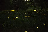 Fireflies in a field on a summer night