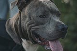 Should the American XL Bully Really Be Banned?