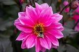 How Pollinators Benefit Our Wellbeing