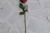 Single red rose on pages