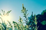 numa tarde de sol