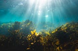 Why Blue Carbon & Ocean Farming Are Vital to the Regenerative Agriculture Movement