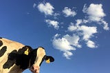 The case for cows