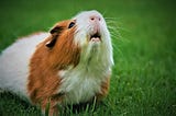 Image shows red and white guinea pig on green grass looking up expectantly with mouth partially open