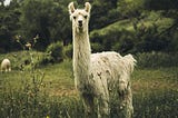 Llama 4 and Benchmark Lies