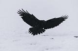 Raven Takes Flight: Daring to Let Go And See What Happens | Sarah Lipton