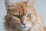 If Your Cat Does These Three Things, Take Them Seriously