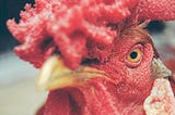 Very angry chicken face