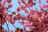 Through the Shade of the Cherry Blossoms