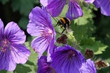 Bees: It’s Not All Rosy