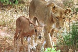 When Power Meets Peace: An Unlikely Guardian!