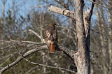 Birding Long Range