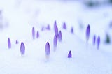 Croci poke through snow