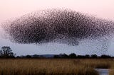 A large murmuration of birds forming a dense, shifting cloud in the sky above a field at dusk.