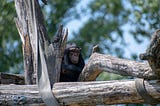 Chimp Crazy Haiku Series 1