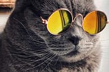 cat wearing sunglasses looking extremley cool